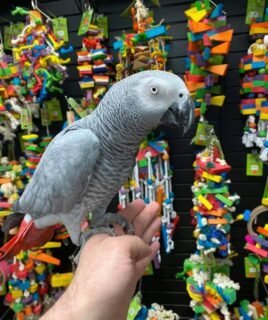 Cheap African Grey Parrots For Sale Near Me
