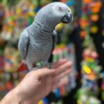Baby Congo African Grey