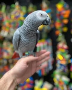 Baby Congo African Grey