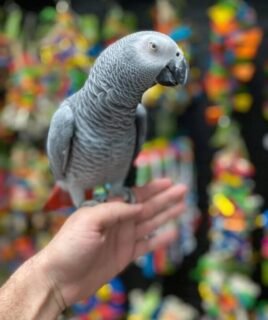 Baby Congo African Grey