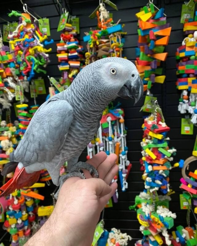 Cheap African Grey Parrots For Sale Near Me