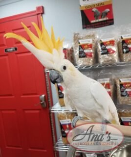 Citron Cockatoo