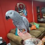 baby Congo African Grey