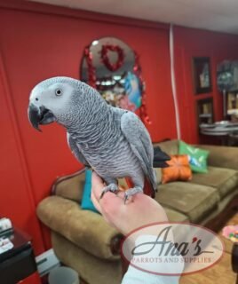 baby Congo African Grey