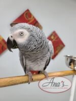 Congo African Grey