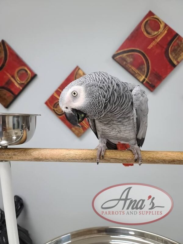 Congo African Grey