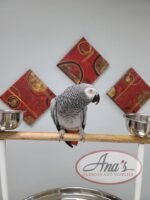 Congo African Grey