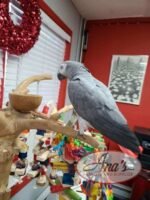 Congo African Grey
