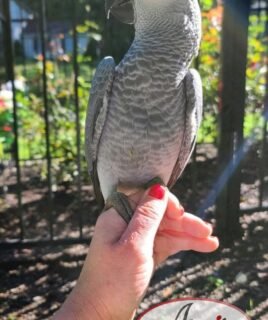 Congo African Grey Baby