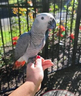 Congo African Grey Baby