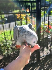 Congo African Grey 