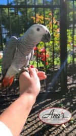 Congo African Grey Baby