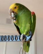 Double Yellow Headed Amazon For Sale