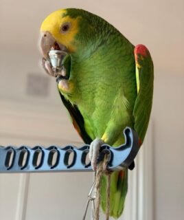 Double Yellow Headed Amazon For Sale