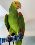 Double Yellow Amazon