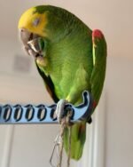 Double Yellow Headed Amazon For Sale