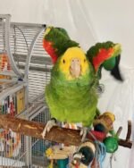 Double Yellow Headed Amazon For Sale