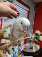 Goffin Cockatoo