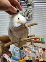 Goffin Cockatoo