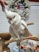Goffin Cockatoo