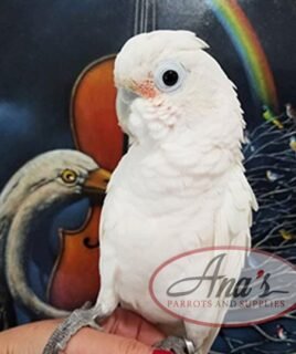 Goffin Cockatoo