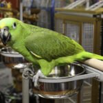 Yellow Napped Amazon