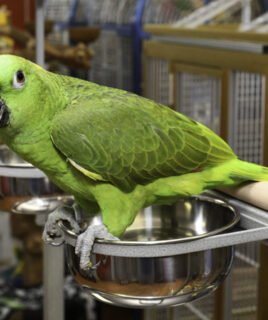 Yellow Napped Amazon