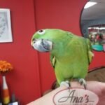 Gorgeous Yellow Napped Amazon