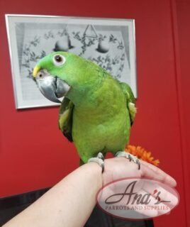 Gorgeous Yellow Napped Amazon