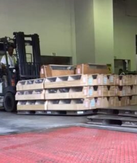 Hand Reared African Grey Parrots for Sale