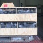Hand Reared African Grey Parrots for Sale