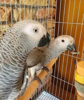 Hand Reared African Grey Parrots for Sale