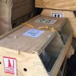 Hand Reared African Grey Parrots for Sale