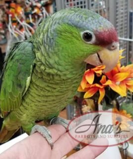 Lilac-Crowned Amazon