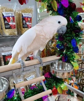 Moluccan Cockatoo
