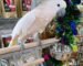 Moluccan Cockatoo