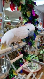 Moluccan Cockatoo
