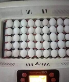 Parrots Eggs For Sale