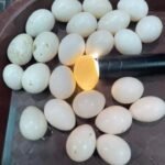 Parrots Eggs For Sale