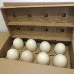 Parrots Eggs For Sale