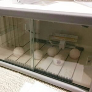 Parrots Eggs For Sale