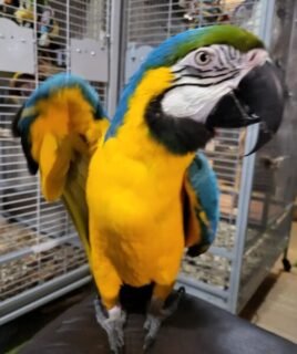 Parrots For Sale Near Me