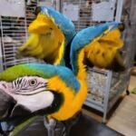 Parrots For Sale Near Me