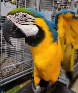 Parrots For Sale Near Me