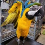 Parrots For Sale Near Me