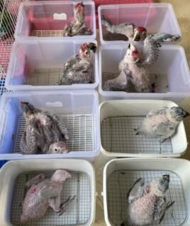 Parrots For Sale Online