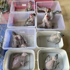Parrots For Sale Online