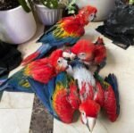 Parrots For Sale Online