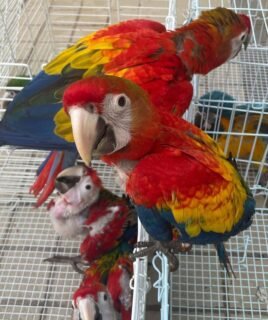 Gorgeous Scarlet Macaw Baby