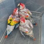 Parrots For Sale Online